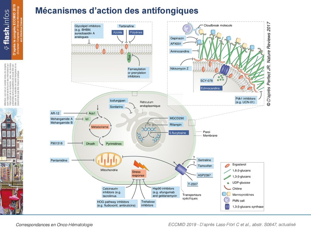 M Canismes Daction Des Antifongiques Ppt T L Charger